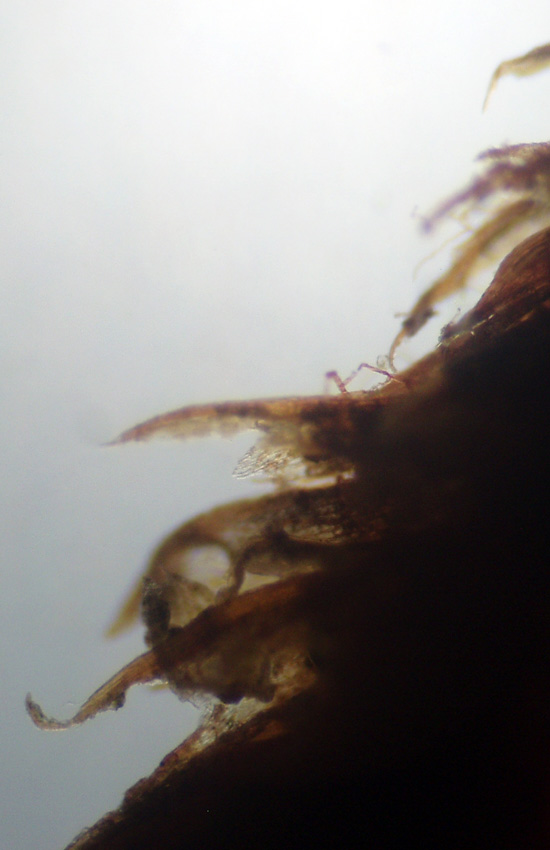 Muschi identificati con Dryades?